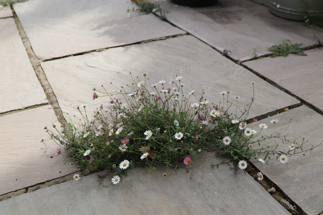 Wildflowers growing between paving stones