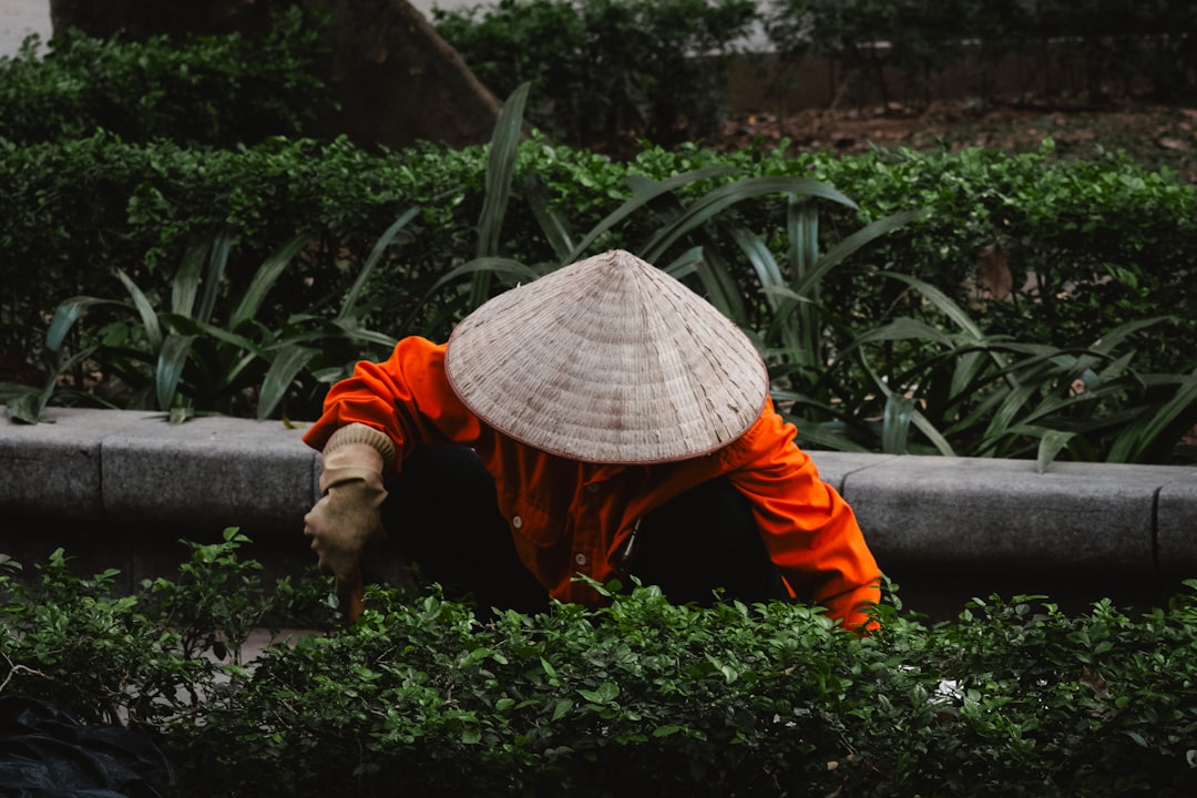 Person in conical hat working among green bushes.